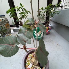 観葉植物の画像