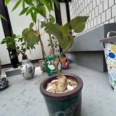 観葉植物の画像
