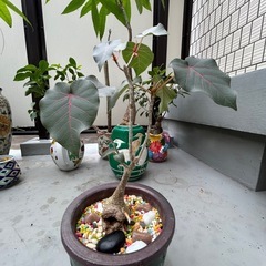 観葉植物の画像