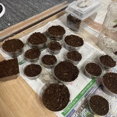 早い者勝ち‼️ギラファノコギリクワガタ幼虫　差し上げます‼️の画像