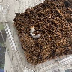 早い者勝ち‼️ギラファノコギリクワガタ幼虫　差し上げます‼️の画像