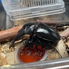 早い者勝ち‼️ギラファノコギリクワガタ幼虫　差し上げます‼️の画像