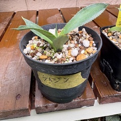 アガベセット　ドライガーデン　観葉植物　オテロイ　雷神　風雷神にし錦の画像
