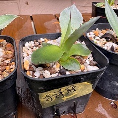 アガベセット　観葉植物　雷神　風雷神錦　吉祥冠　ドライかガーデンの画像