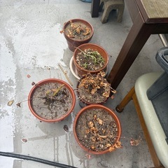 植木鉢　土　枯れ木無料　0円の画像