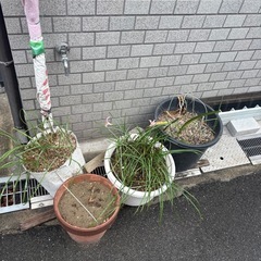 植木鉢　土　枯れ木無料　0円の画像