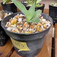 アガベセット　観葉植物　雷神　チタノタ　オテロイ　ドライガーデンの画像