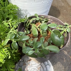 観葉植物その他
の画像