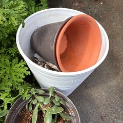 観葉植物その他
の画像