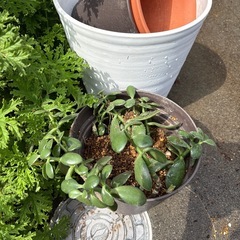 観葉植物その他
の画像