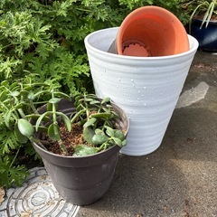 観葉植物その他
の画像