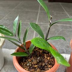観葉植物　ザミオクルカス　1鉢の値段　５鉢ありますの画像