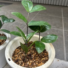 観葉植物　ザミオクルカス　1鉢の値段　５鉢ありますの画像