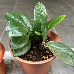 観葉植物　ザミオクルカス　1鉢の値段　５鉢ありますの画像