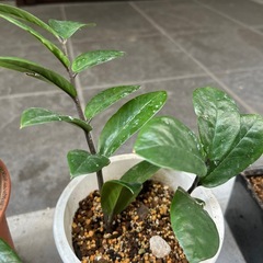 観葉植物　ザミオクルカス　1鉢の値段　５鉢ありますの画像