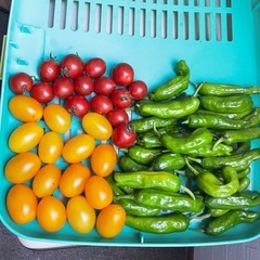 【本日限定　自然栽培野菜セット】の画像