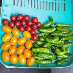 【本日限定　自然栽培野菜セット】の画像