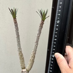 観葉植物の画像