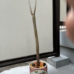 観葉植物の画像