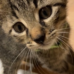 【キジトラ】人懐っこい子猫　オス　2ヶ月