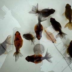 まとめ売り限定ピンポンパールC 　の画像