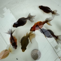 まとめ売り限定ピンポンパールC 　の画像