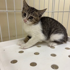 キジシロくん　男の子　2ヶ月前後里親募集です