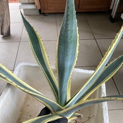 アガベアメリカーナ　斑入り　大
の画像