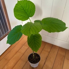 モンステラ テラコッタ鉢植え49cm ＋ウンベラータ49cmの画像