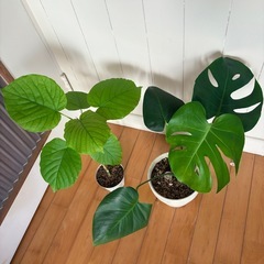 モンステラ テラコッタ鉢植え49cm ＋ウンベラータ49cmの画像