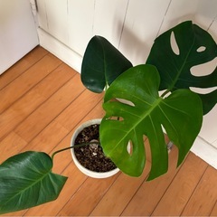 モンステラ テラコッタ鉢植え49cm ＋ウンベラータ49cmの画像