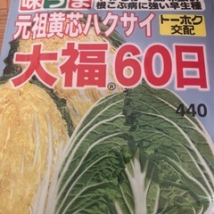 白菜　苗　3株の画像