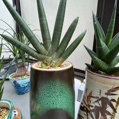 観葉植物の画像