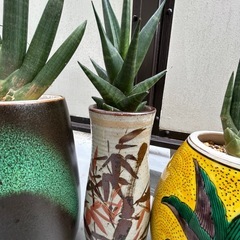 観葉植物の画像