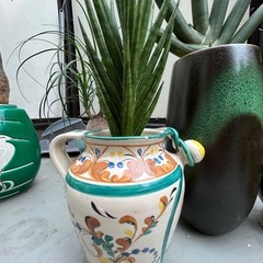 観葉植物の画像