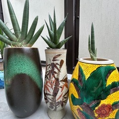 観葉植物の画像