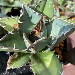 【人気種】Agave titanota ' White Whale' アガベ・チタノタ“白鯨”の画像