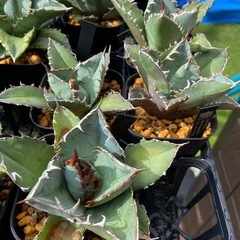 【人気種】Agave titanota ' White Whale' アガベ・チタノタ“白鯨”の画像