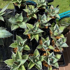 【人気種】Agave titanota ' White Whale' アガベ・チタノタ“白鯨”の画像