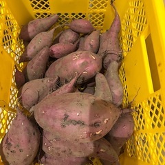 さつまいも🍠べにはるか７本の画像