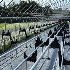 ビニールハウス内の作業の画像