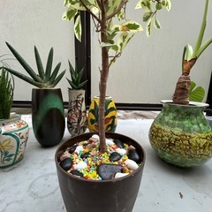 観葉植物の画像