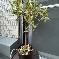 観葉植物の画像