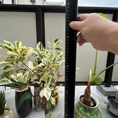 観葉植物の画像
