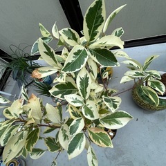 観葉植物の画像