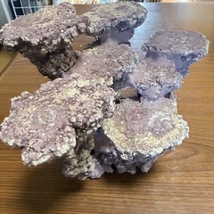 棚型ライブロック 約30cm　中古　人工ライブロック　サンゴ台座・アクアリウム用の画像