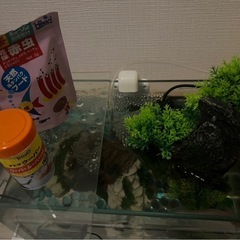 ウーパールーパーの画像