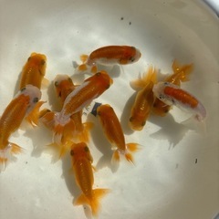 金魚 ★らんちゅう 当歳★ ☆11匹セット 800円☆ 6.5～9cmの画像