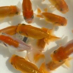 金魚 ★らんちゅう 当歳★ ☆11匹セット 800円☆ 6.5～9cmの画像