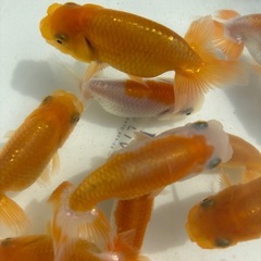 金魚 ★らんちゅう 当歳★ ☆11匹セット 800円☆ 6.5～9cmの画像